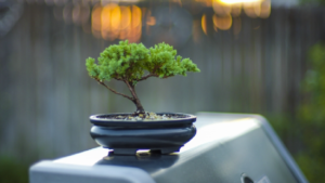 外壁塗装で植木や盆栽被害トラブル続出!?に遭わないための処置の仕方