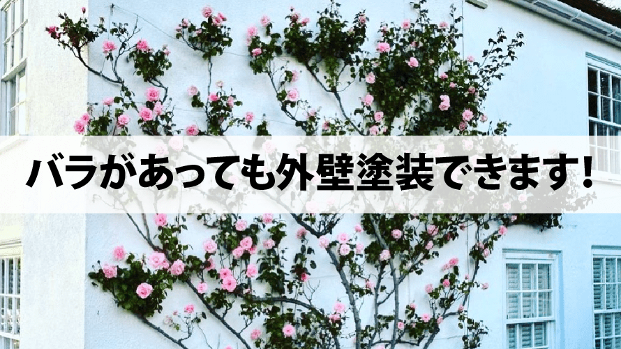 敷地にバラがある家の外壁塗装の注意点